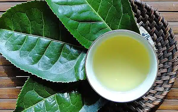 Trà lá vối và những công dụng cho sức khỏe Trà lá vối và những công dụng cho sức khỏe