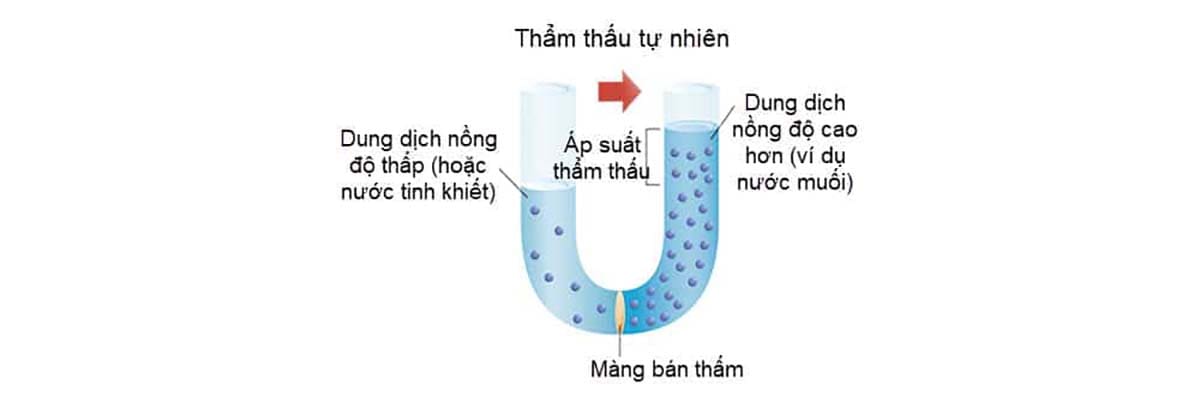 tham thau nguoc ro