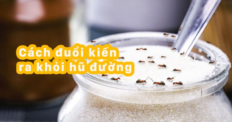 cach duoi kien ra khoi hu duong 1